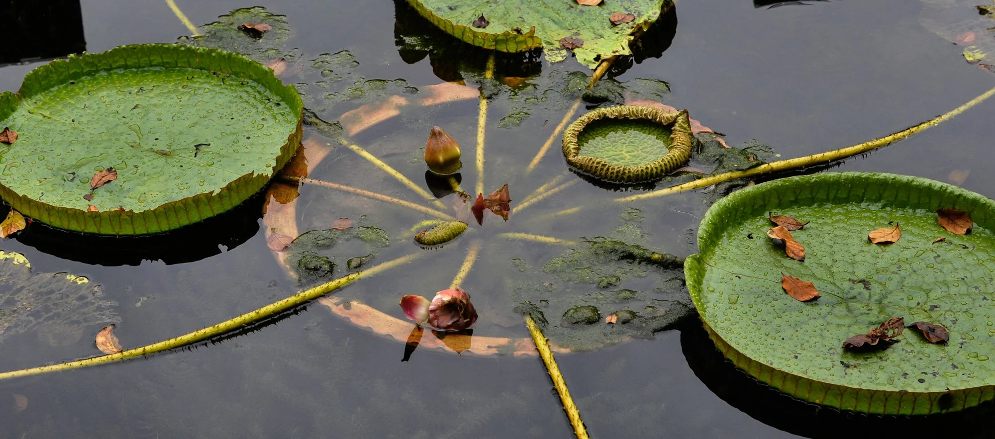 Taipei Botanical Gardens