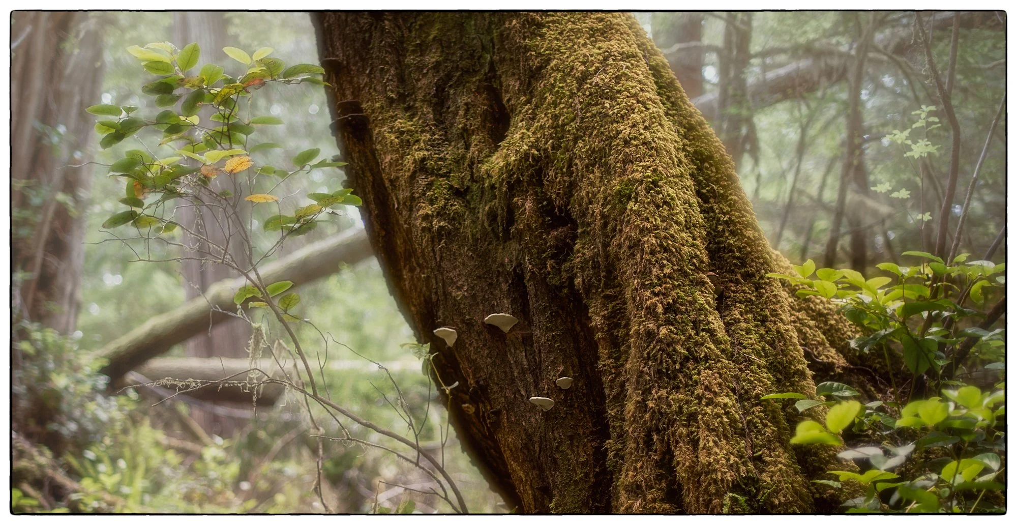 2012_vancouver_island18.jpg