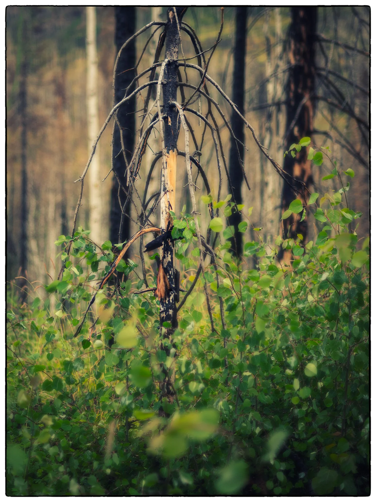  Old Fort hike