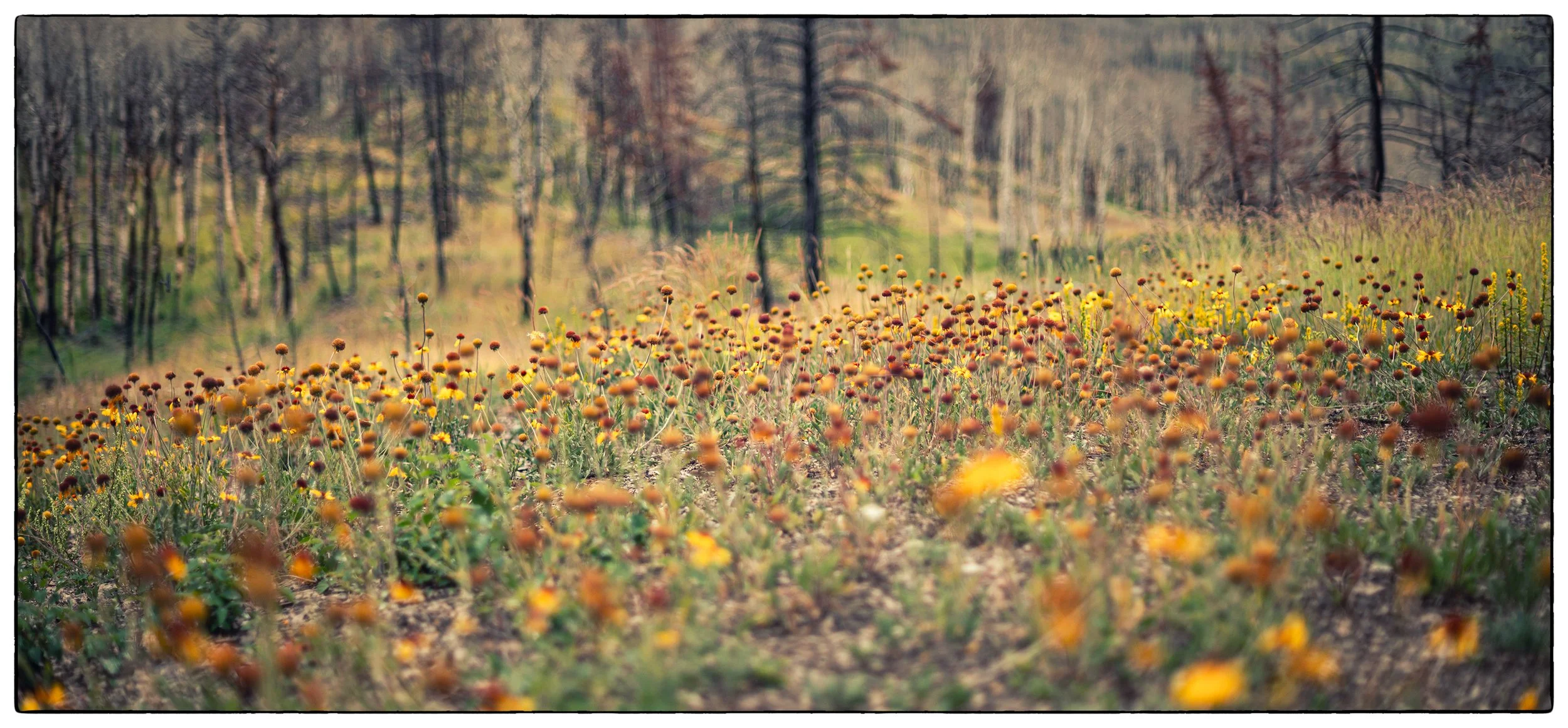  Old Fort hike