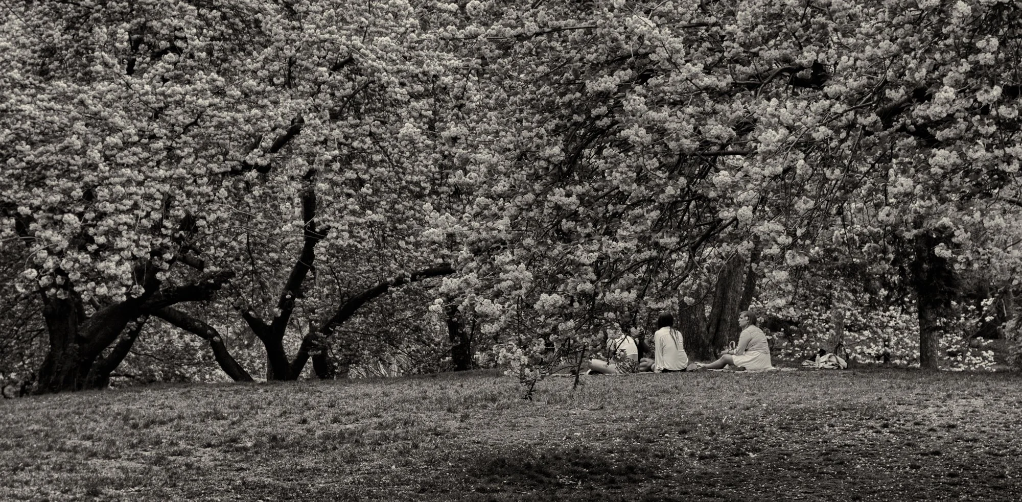 Central Park.