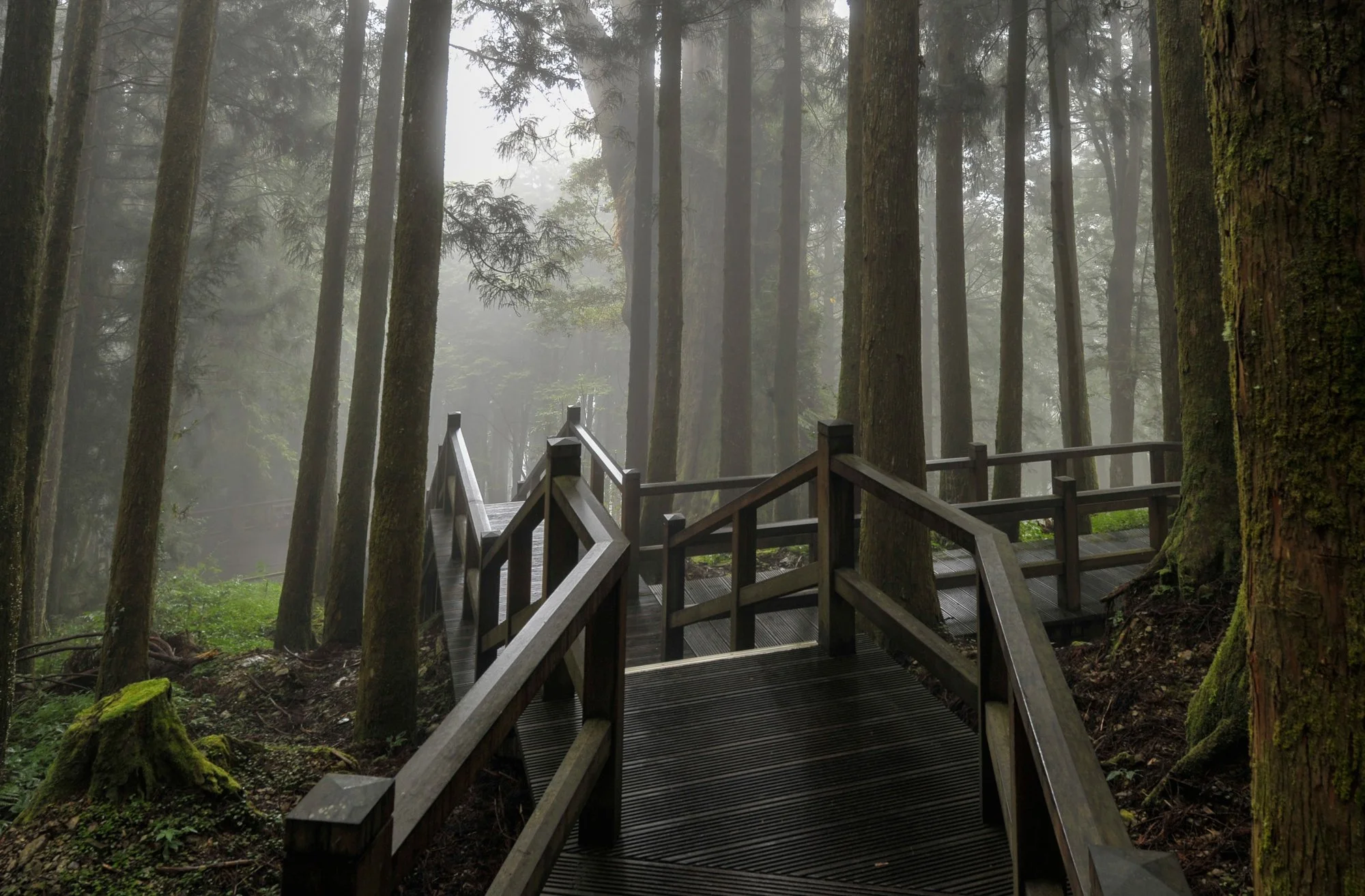 Misty forests of Alishan.