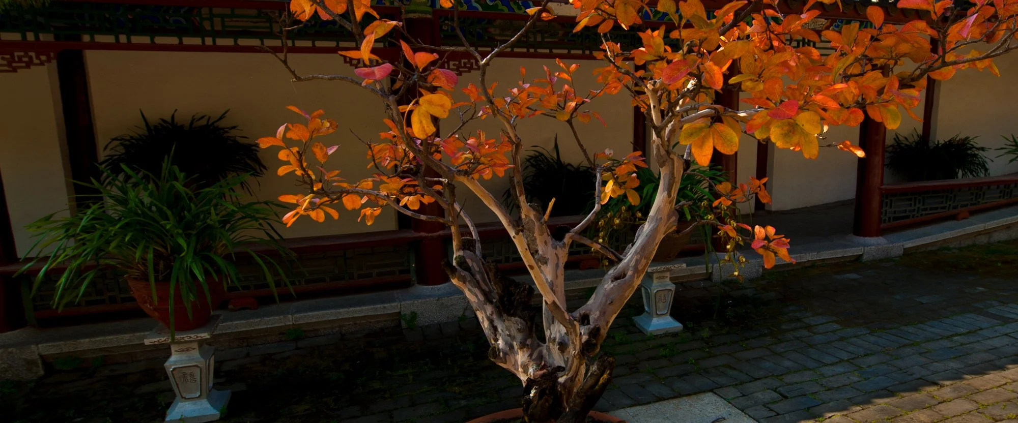 2011_china_lijiang_04.jpg