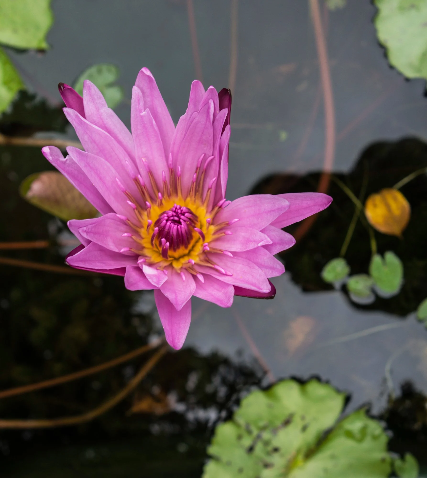 Taipei Botanical Gardens.