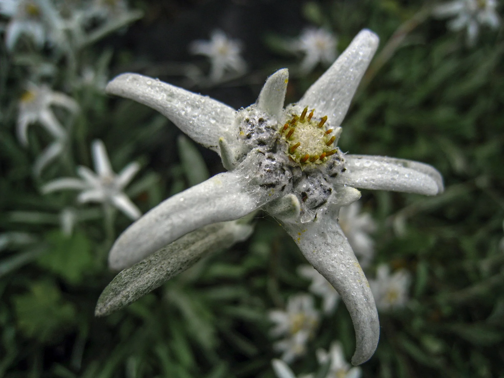 2009_yoho_23.jpg