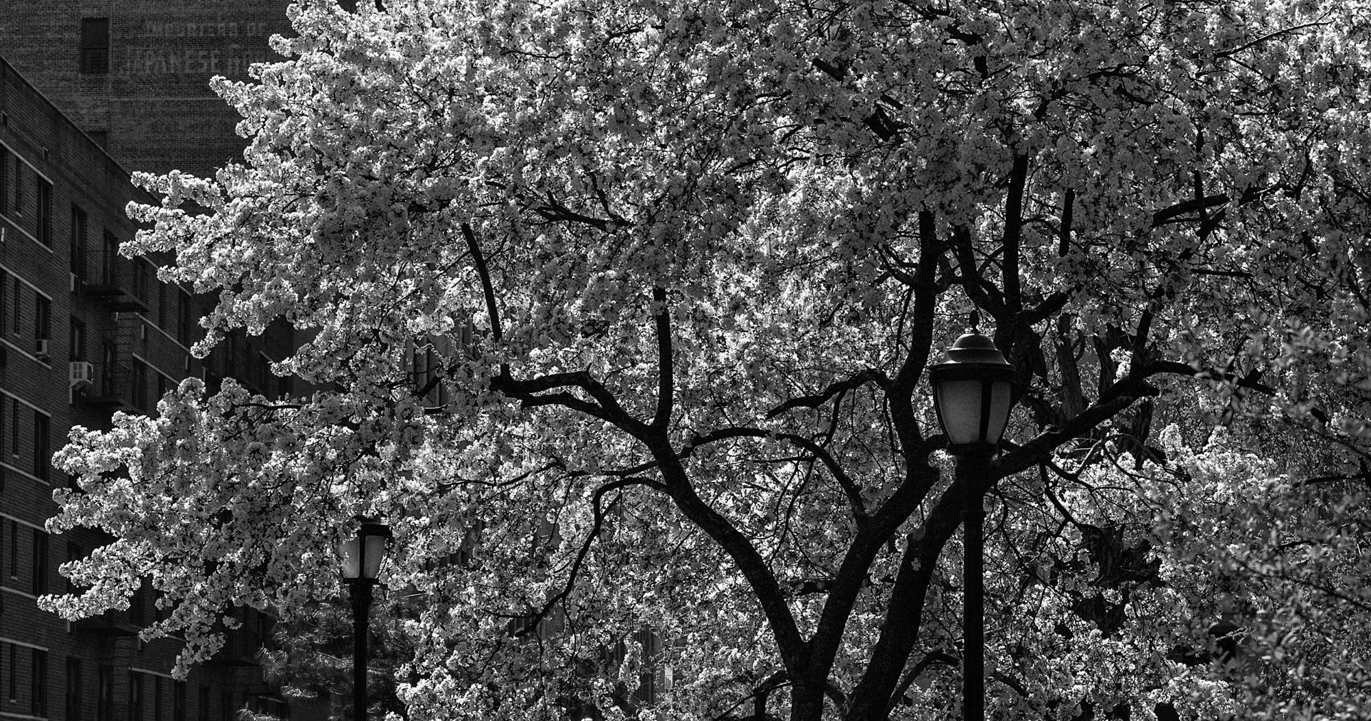 Spring in New York.