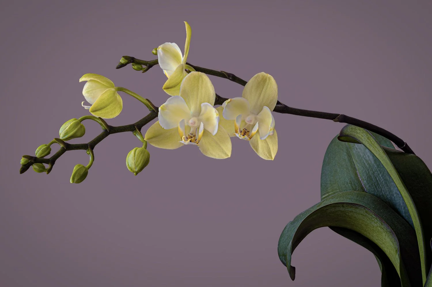 Orchid, used the focus stacking technic to make sure all the flowers and the leaves are sharp.