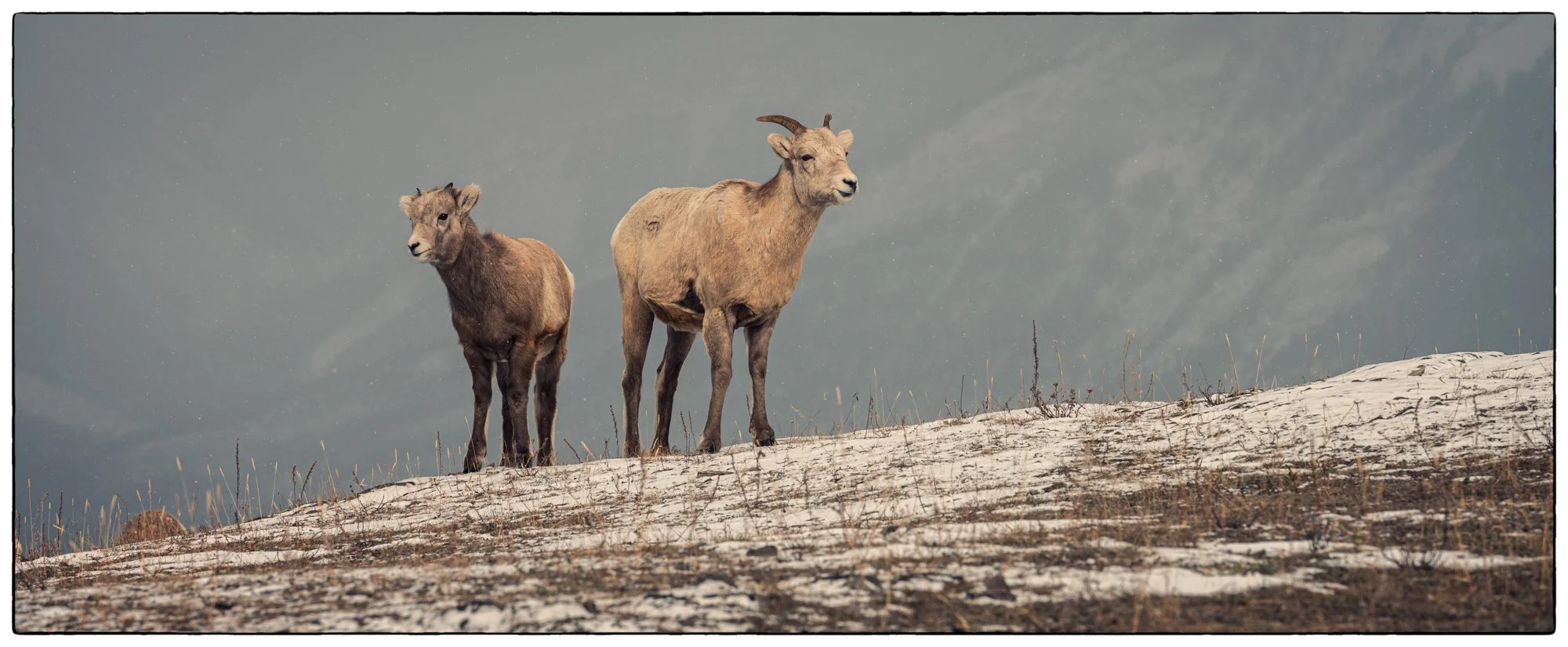 Here are the Mountain Goats, Mom and her baby. We spooked them on the Old Fort hill.