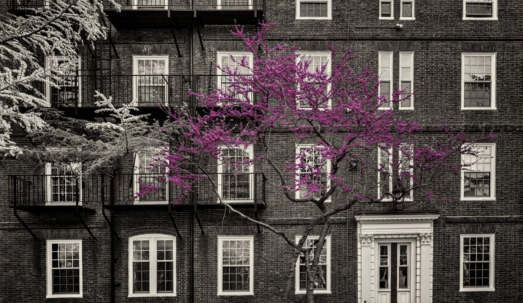 Harvard University grounds.