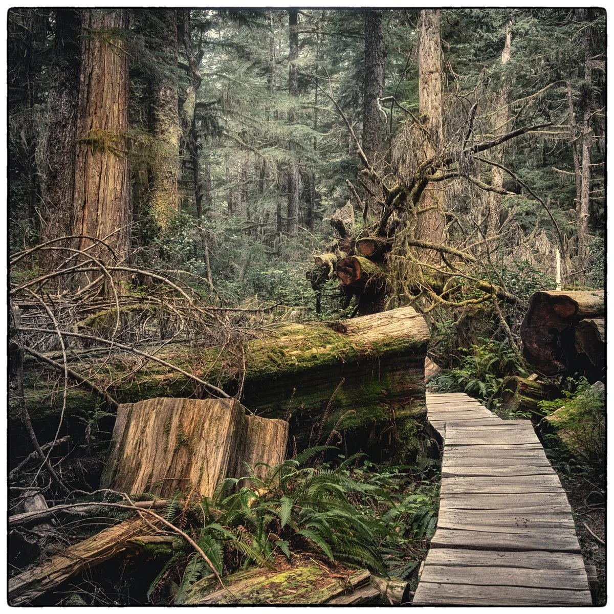 Pacific Rim National Park close by Tofino