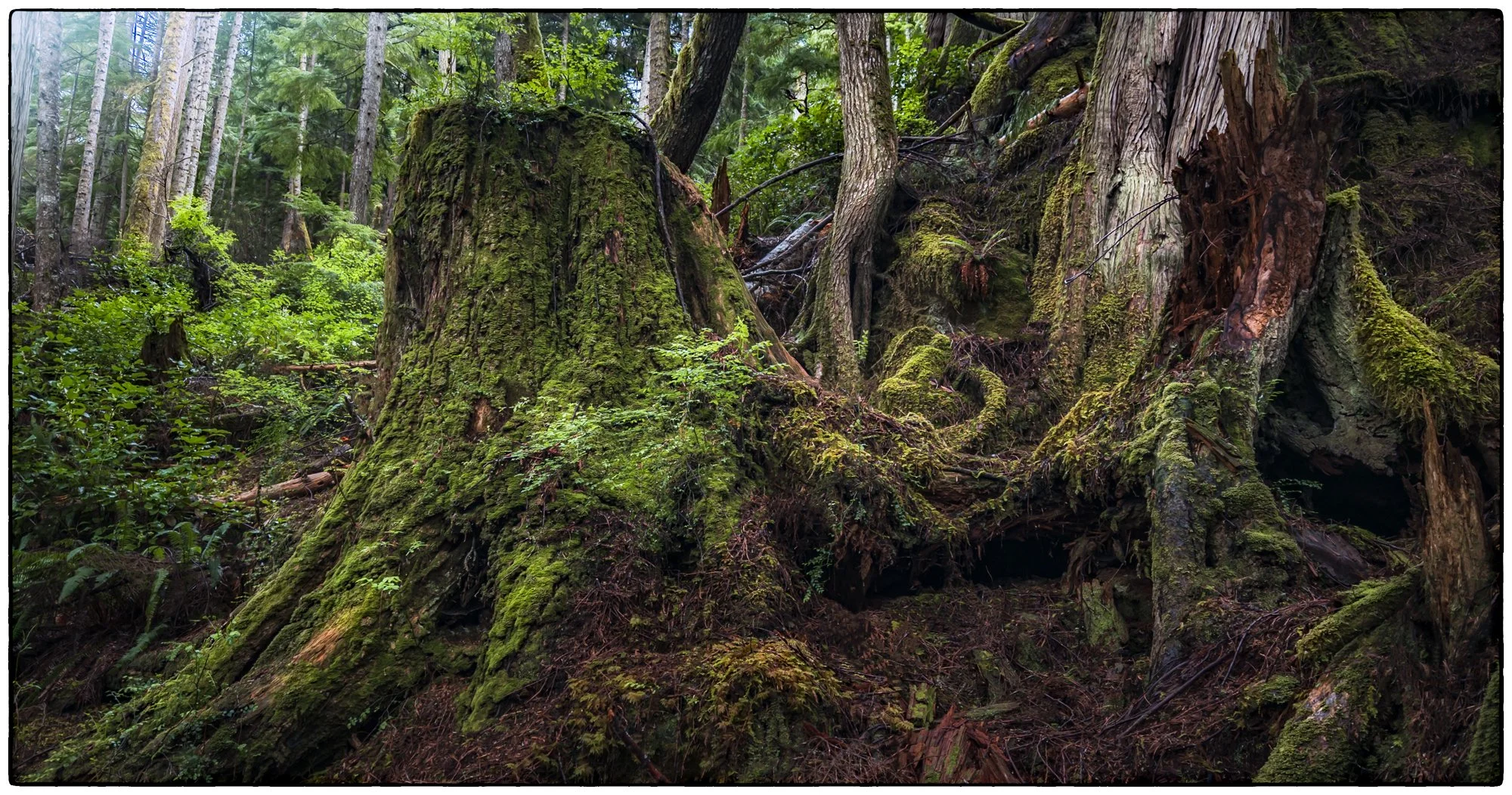 Pacific Rim National Park close by Tofino