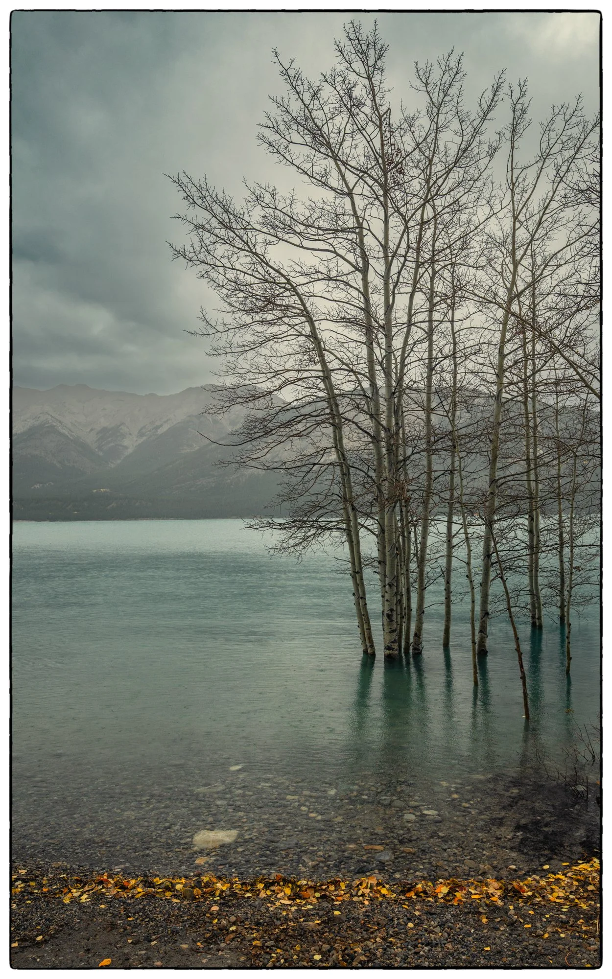 Along the David Thompson highway. Abraham Lake.