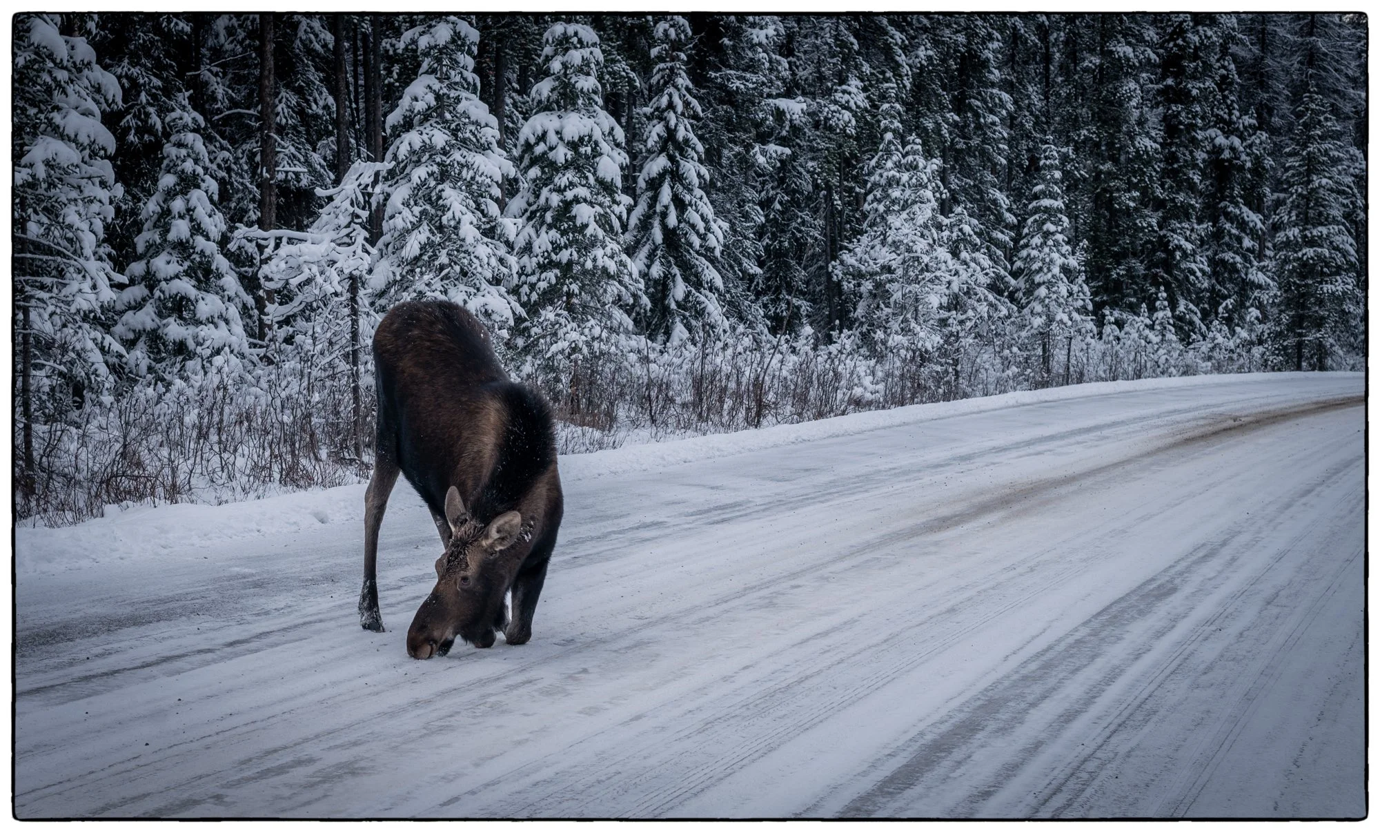 There was moose licking the salt from the road on the Maligne Lake Road