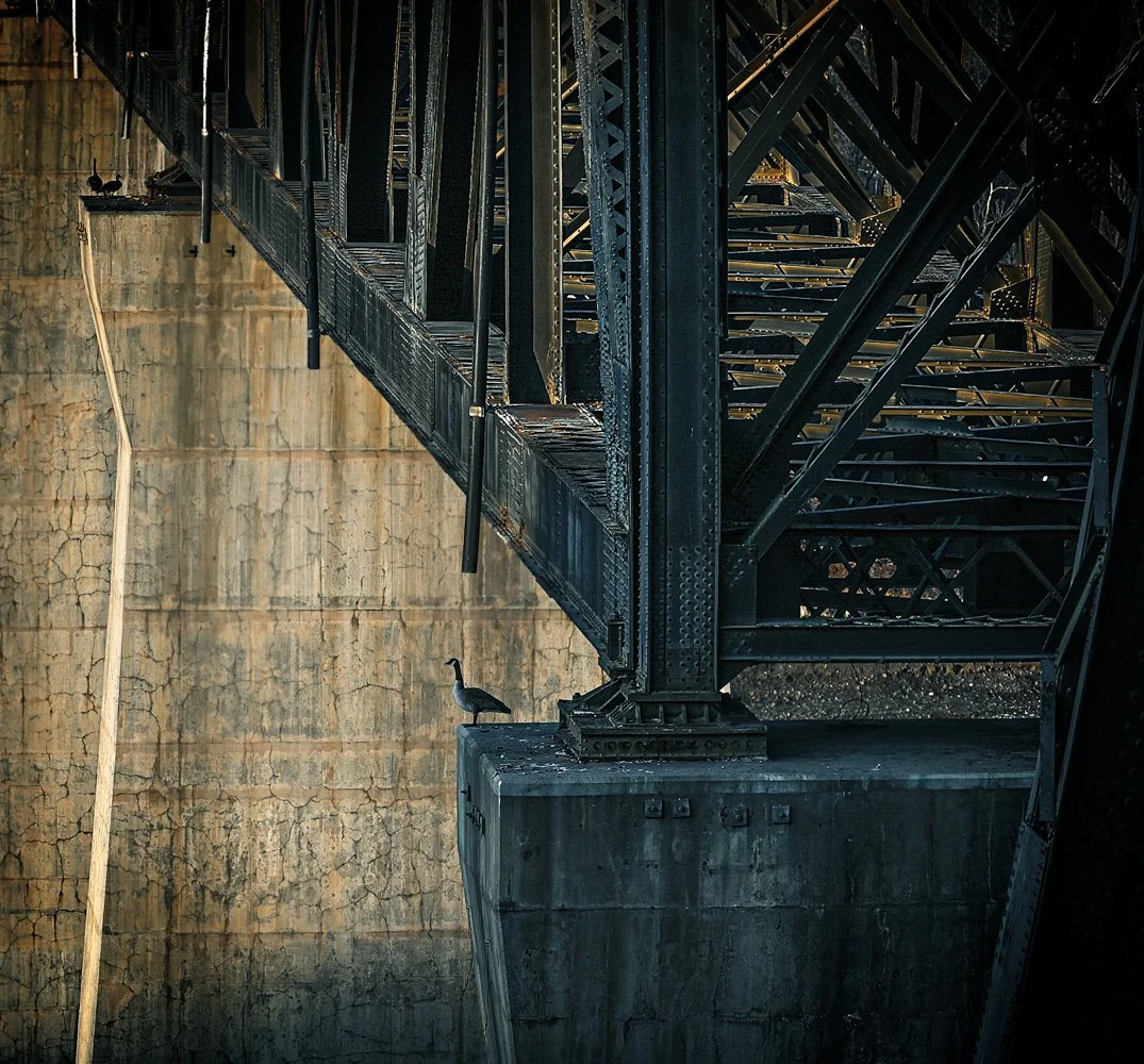 Beautiful morning in Edmonton downtown by the iron bridge. Watching Canadian Geese. 