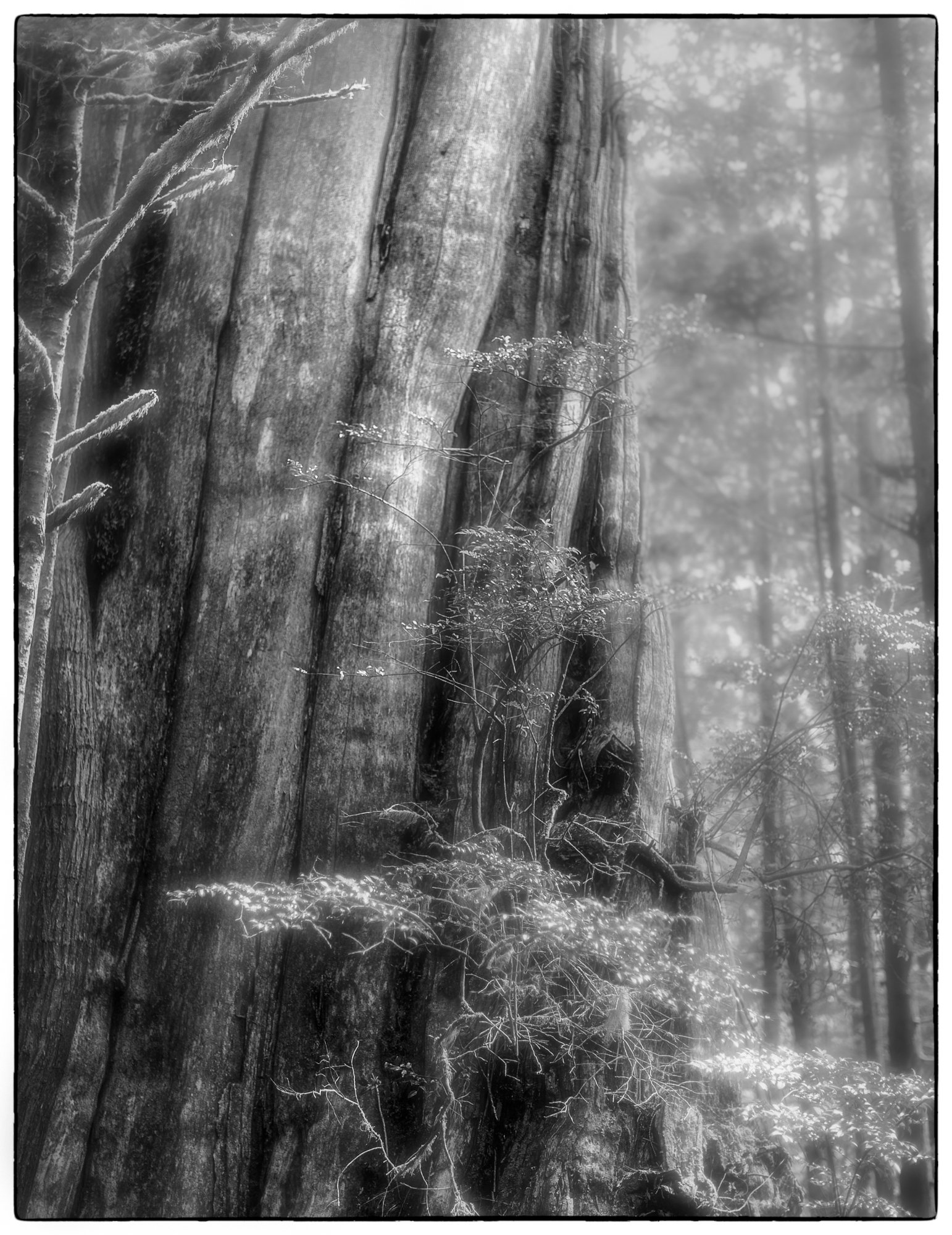2012_vancouver_island22.jpg