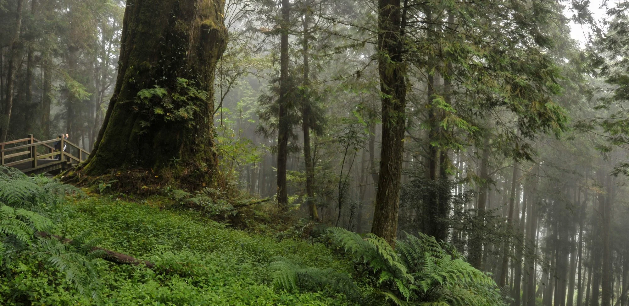 Misty forests of Alishan.