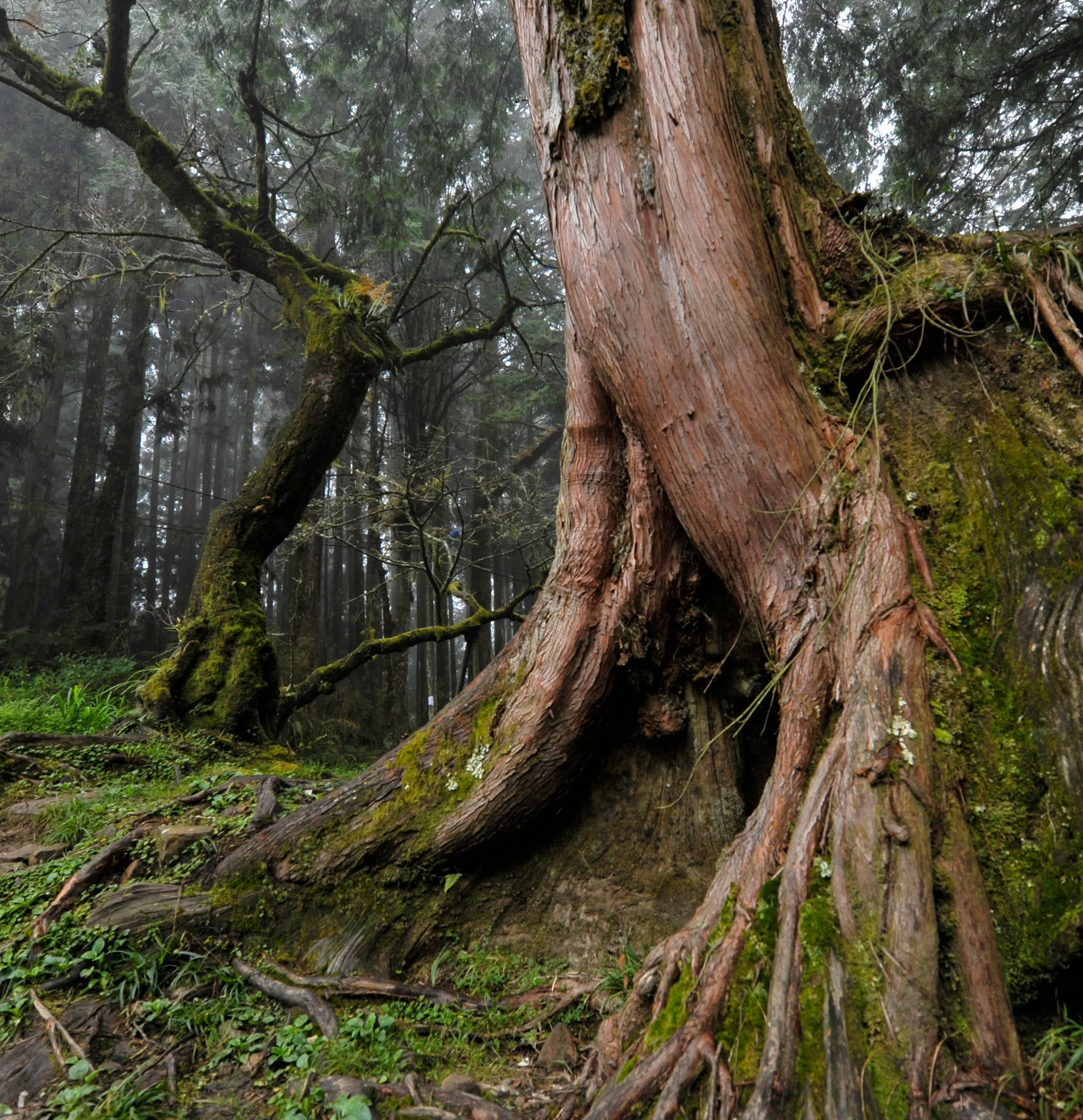 Misty forests of Alishan.
