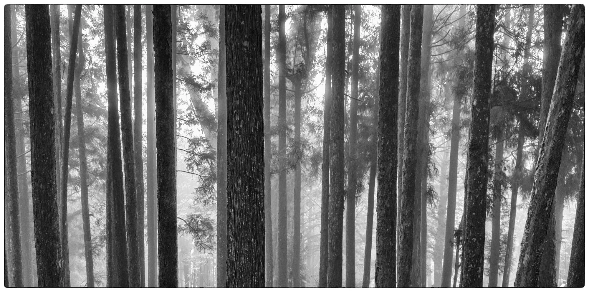 Misty forests of Alishan.