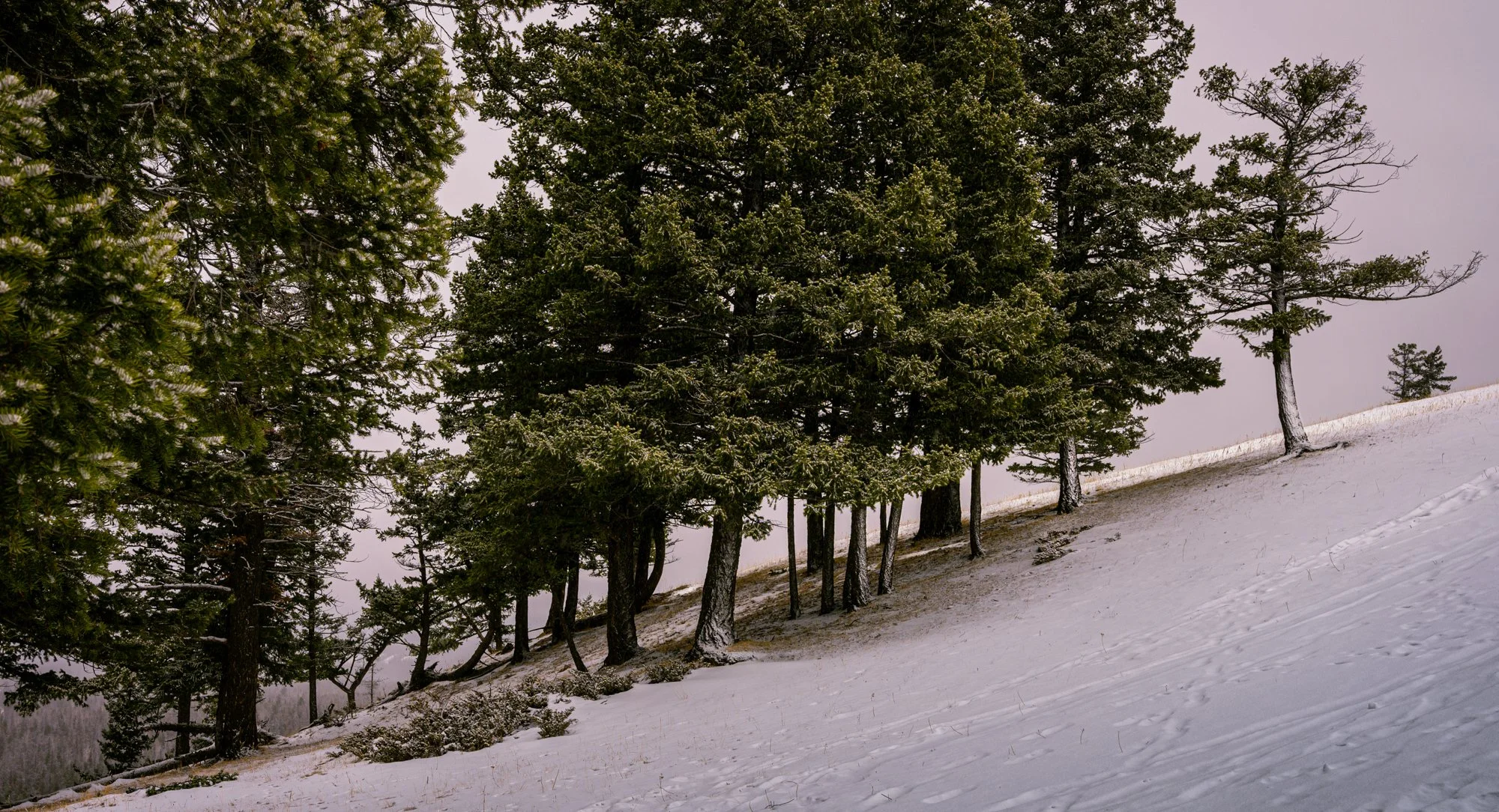 Old Fort trail. The light snow, very quiet and peaceful.   