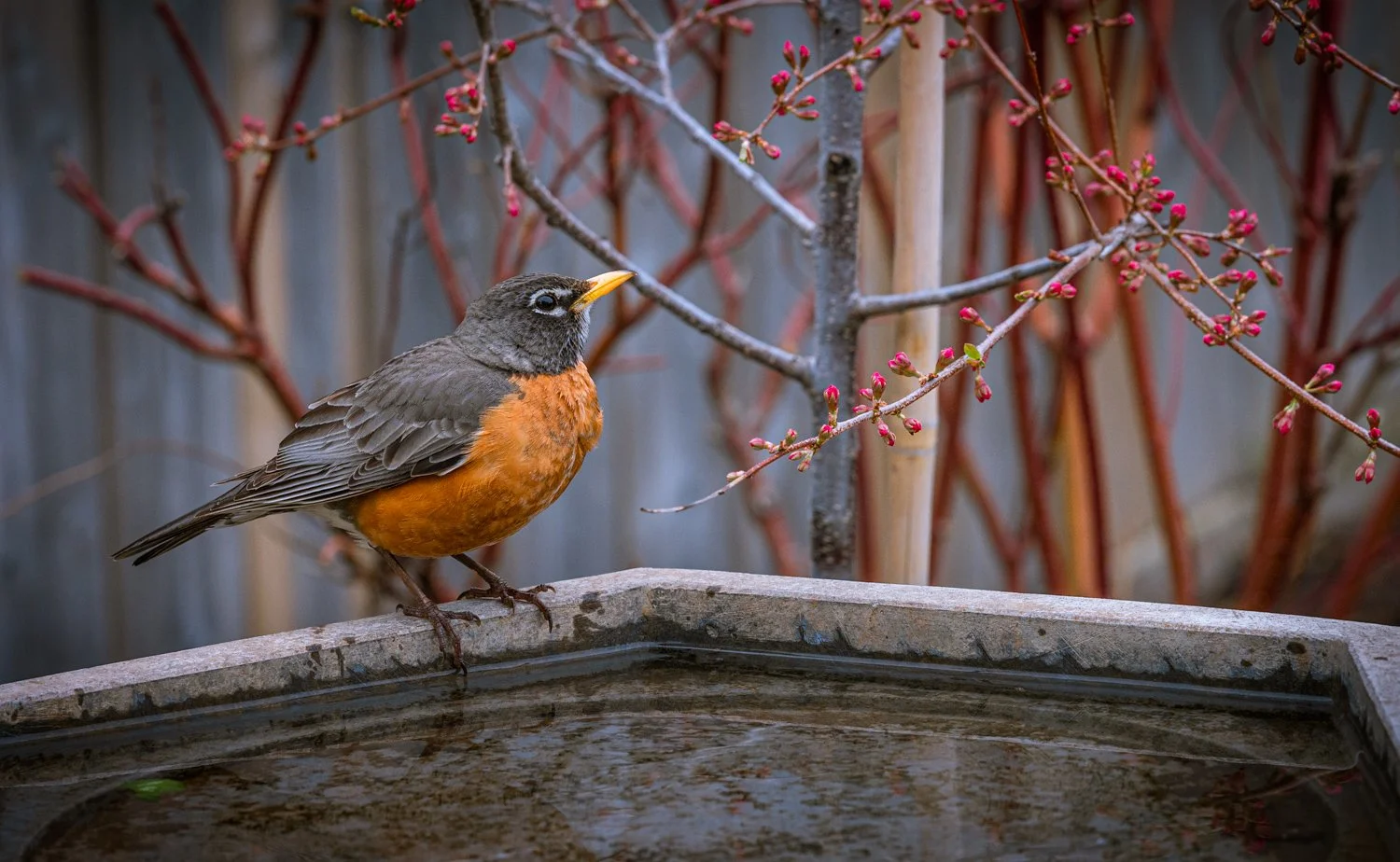 I set camera on tripod just outside our window and focus it on the bird bath, waiting on the young plum tree to open the blooms with the robin be there.