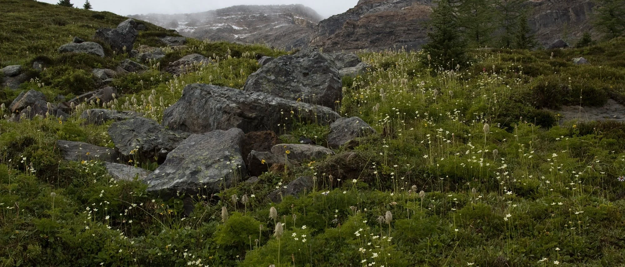2009_yoho_17.jpg