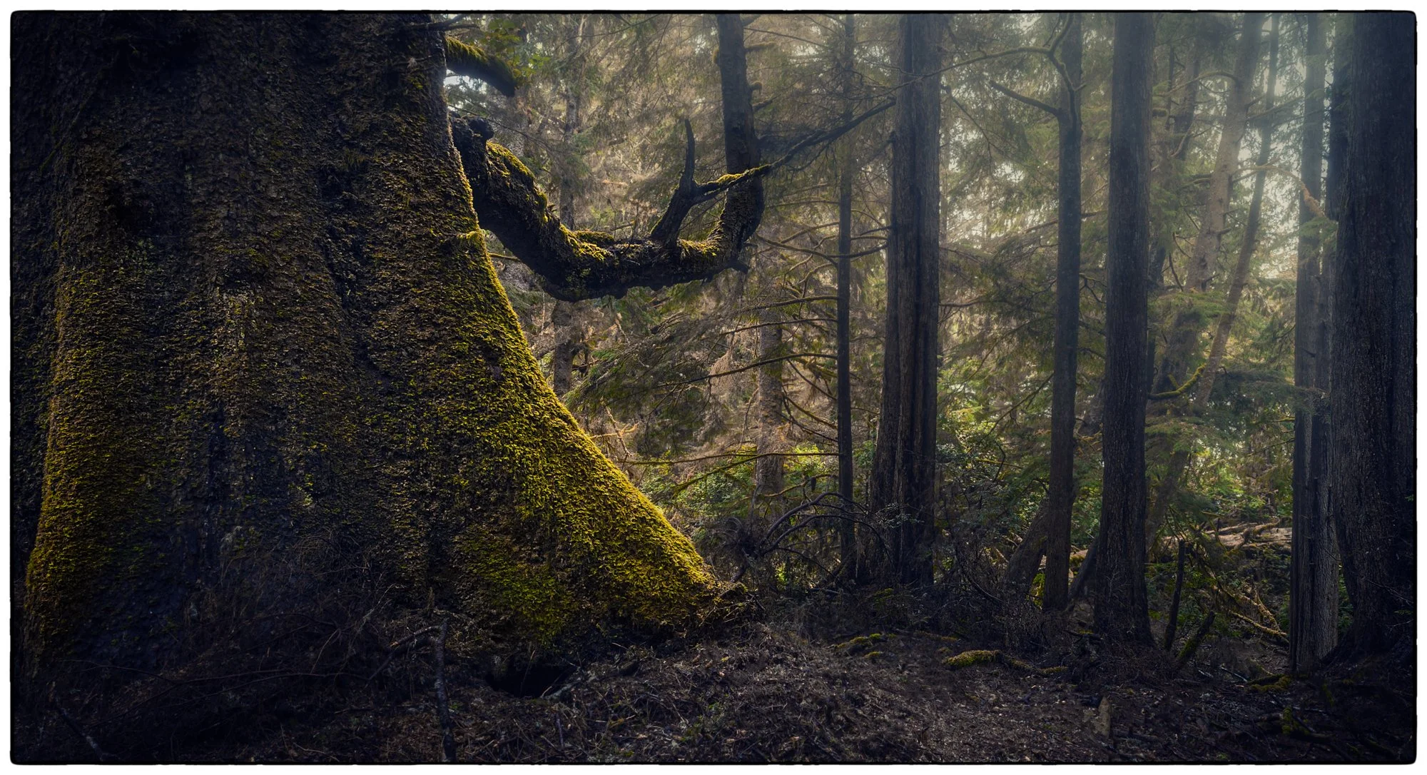Rain Forest on Dodd island.