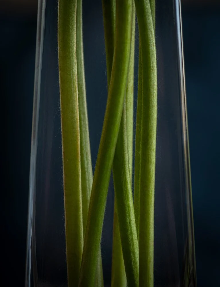 flowers10.jpg