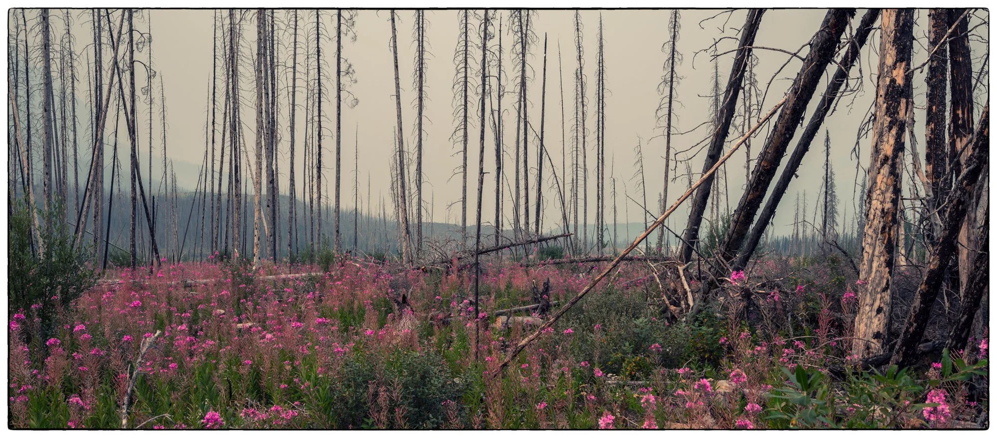 Along the David Thompson highway. 