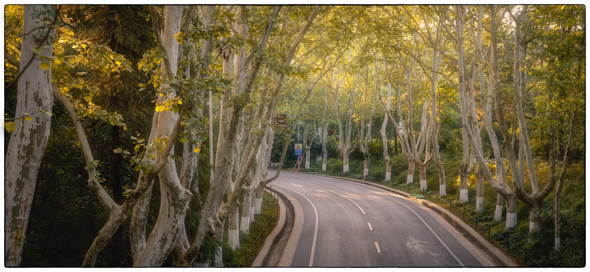 Famous Nanjing’s sycamore trees are everywhere. 