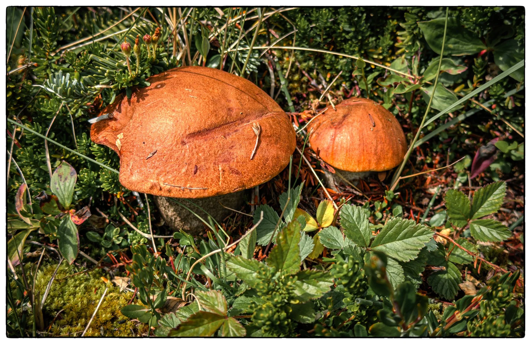 Red-capped scaber stalk of Boletaceae family.