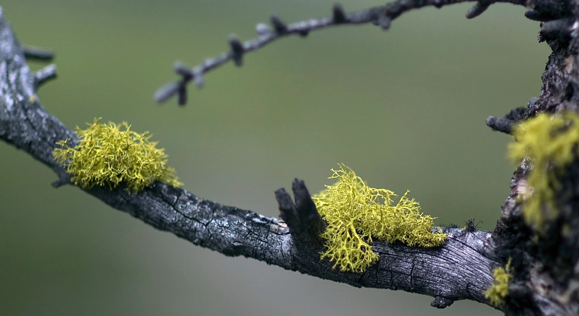 2009_yoho_24.jpg