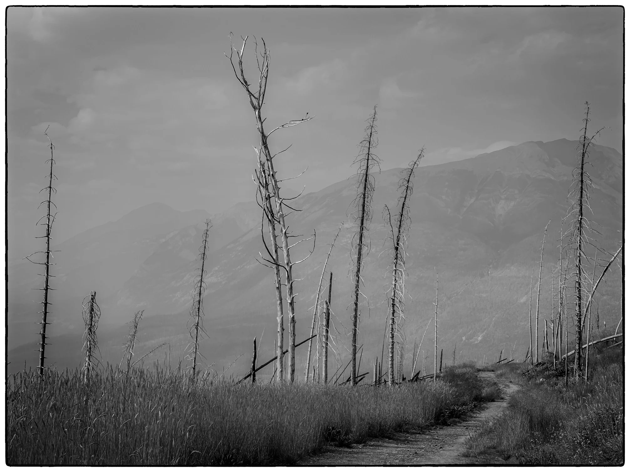 Skyline Hike. The last 8 km of it. The Fire Road.