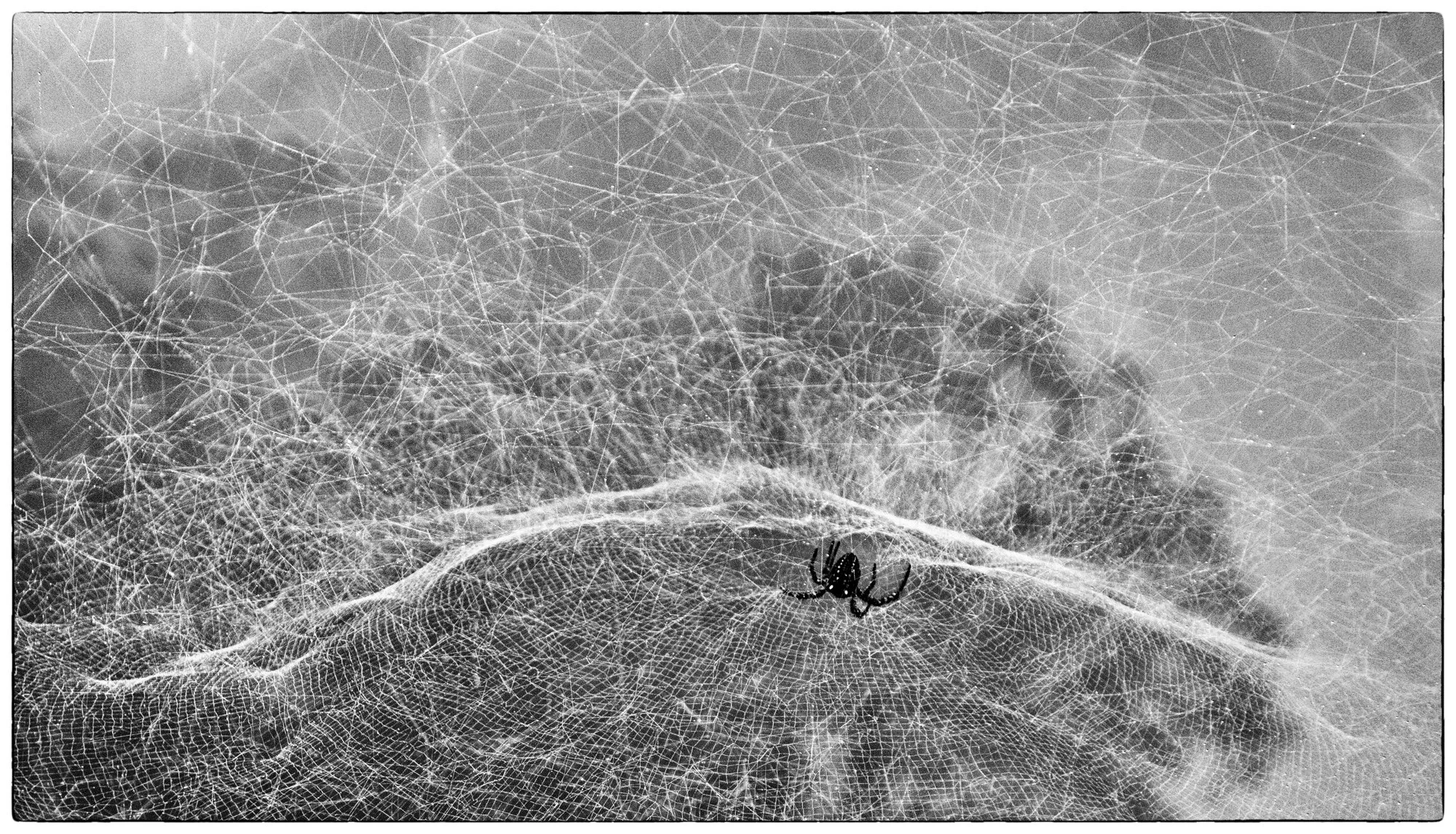 This Spider knows something about 3D.