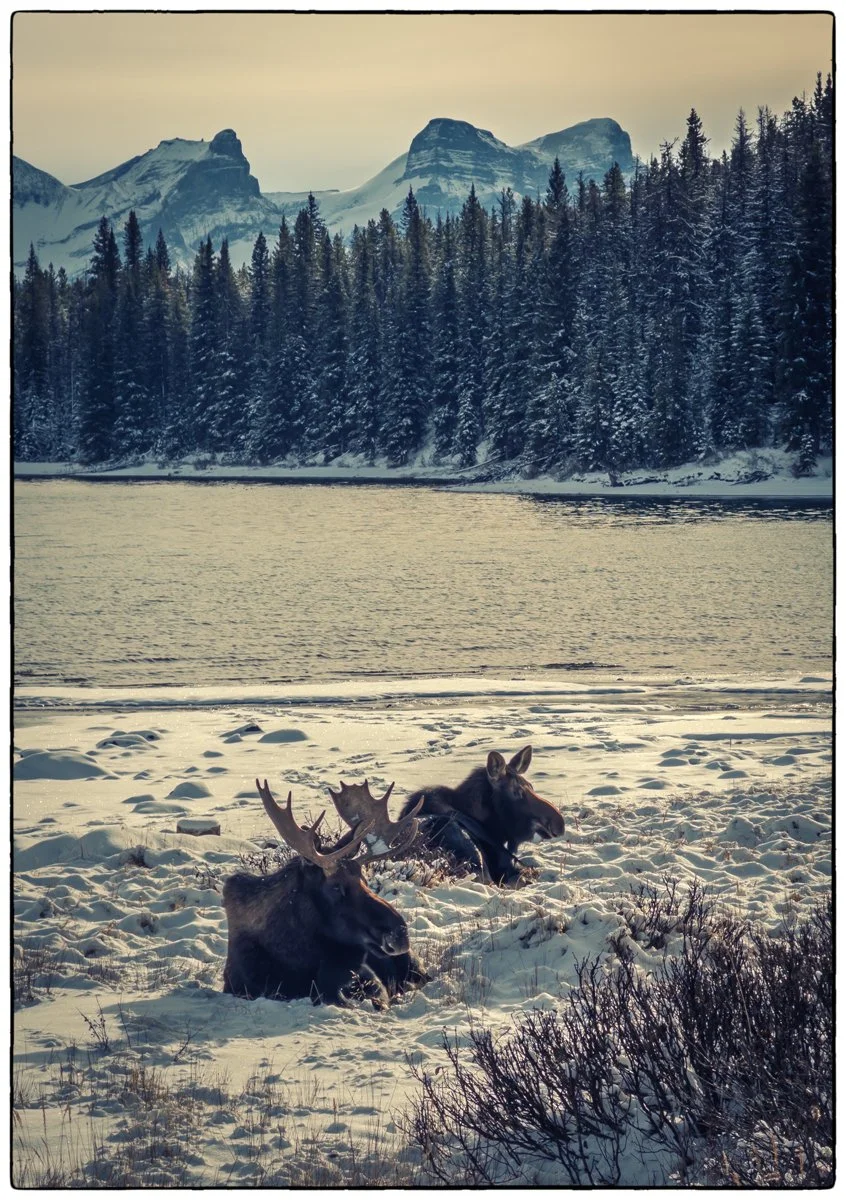Malign Lake is above the Jasper town about 600 m, hence snow