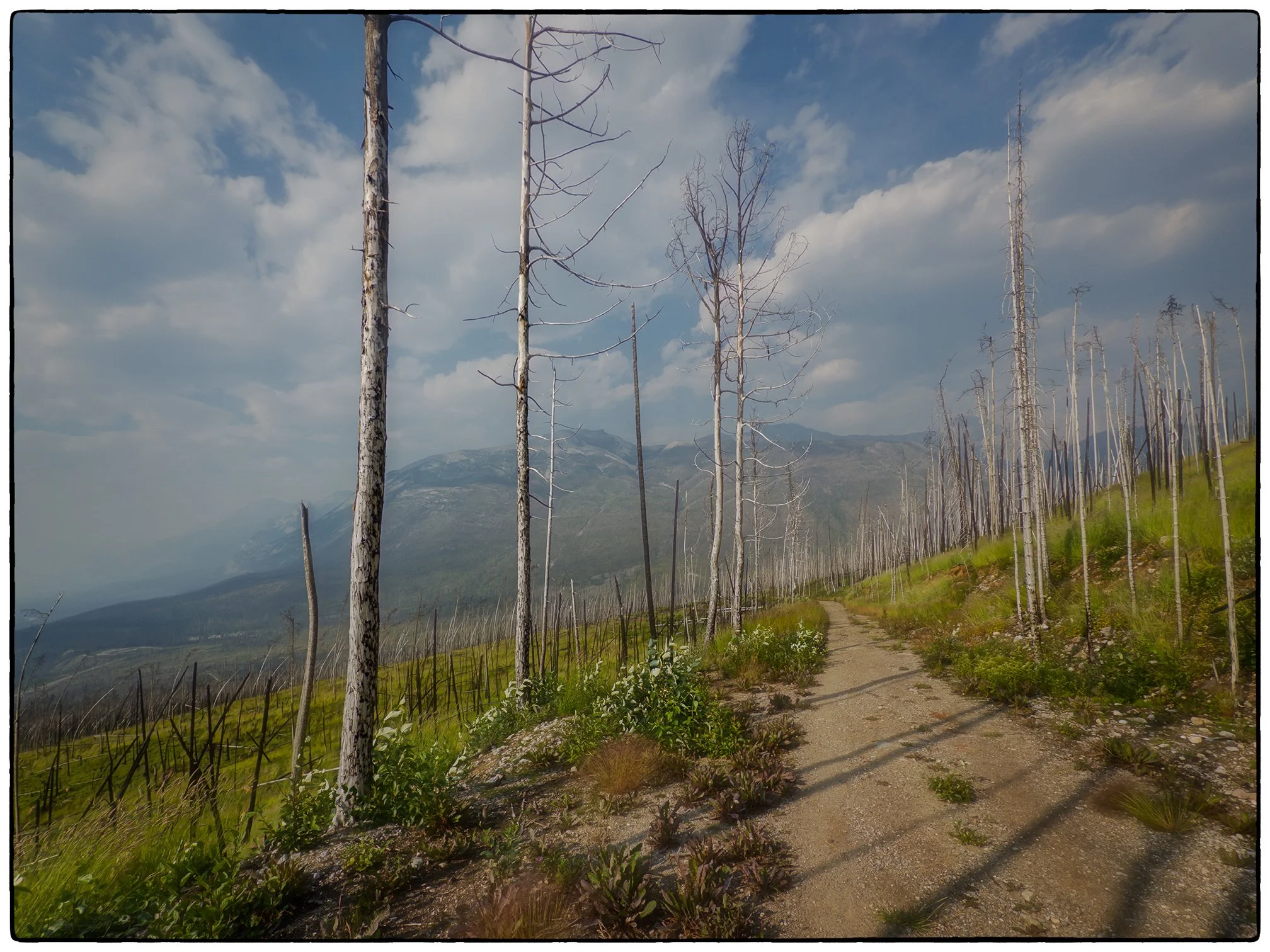 Skyline Hike. The last 8 km of it. The Fire Road.