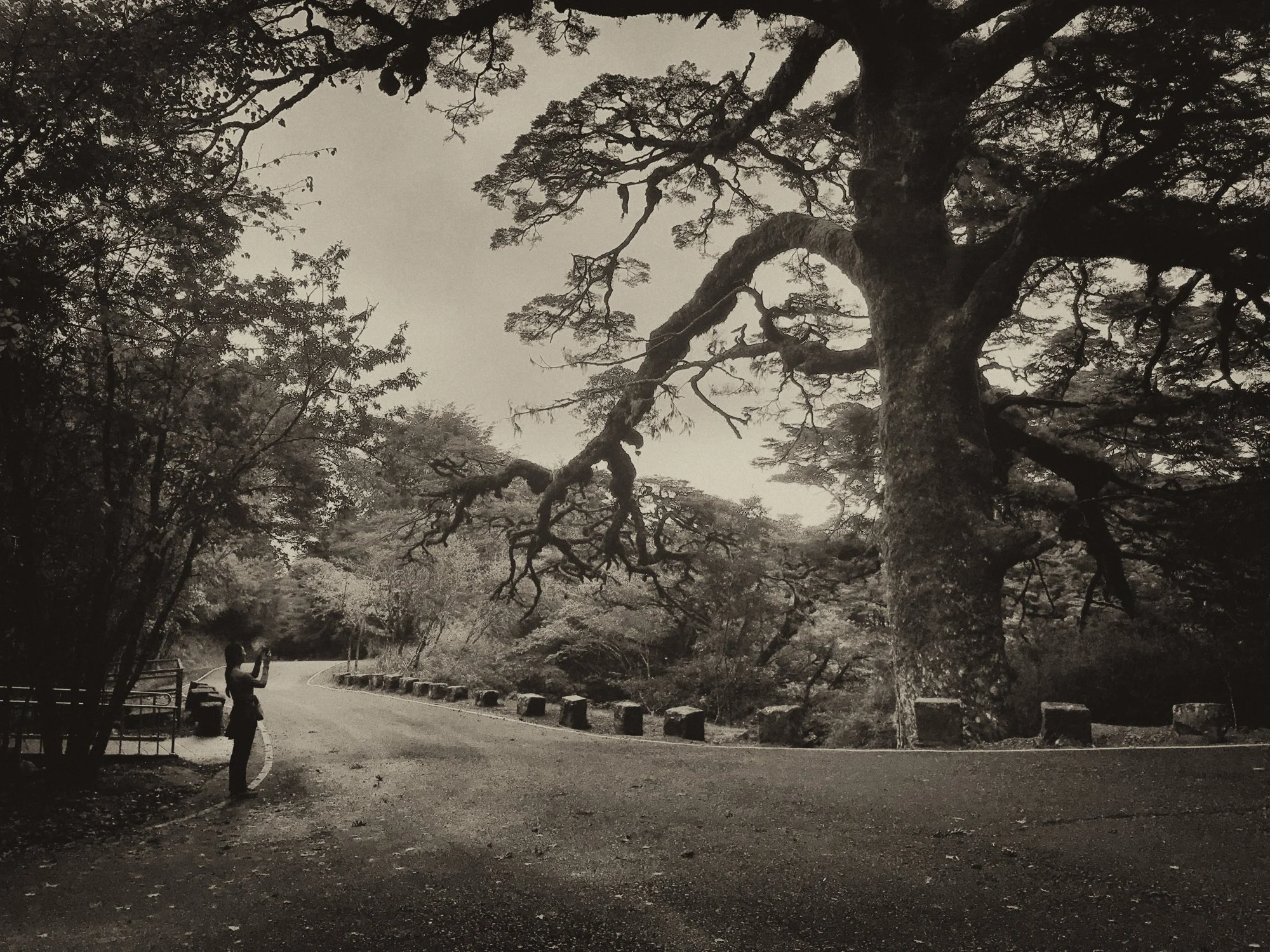 Old tree.
