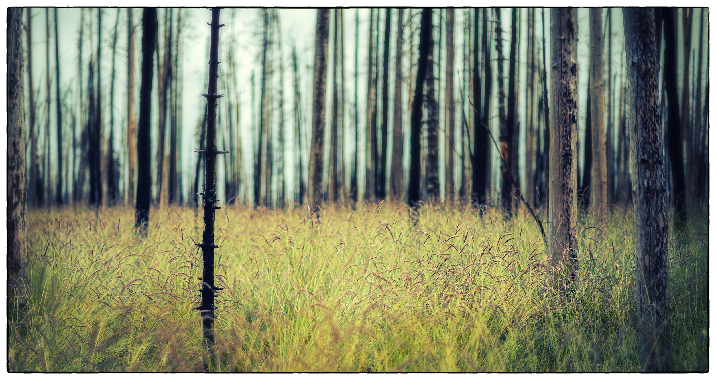 The burned and regrowing forest on the Old Fort hike