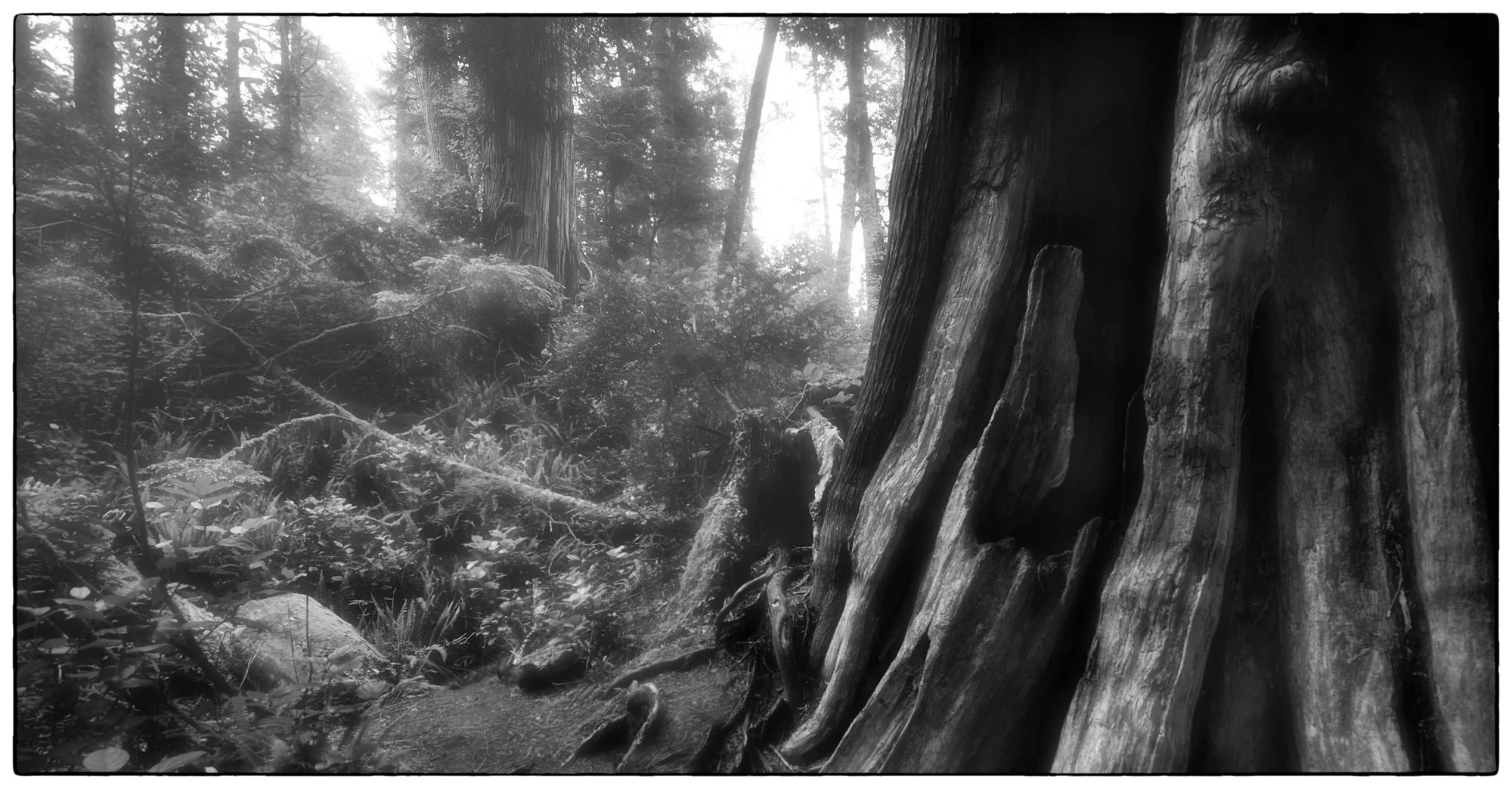 2012_vancouver_island11.jpg