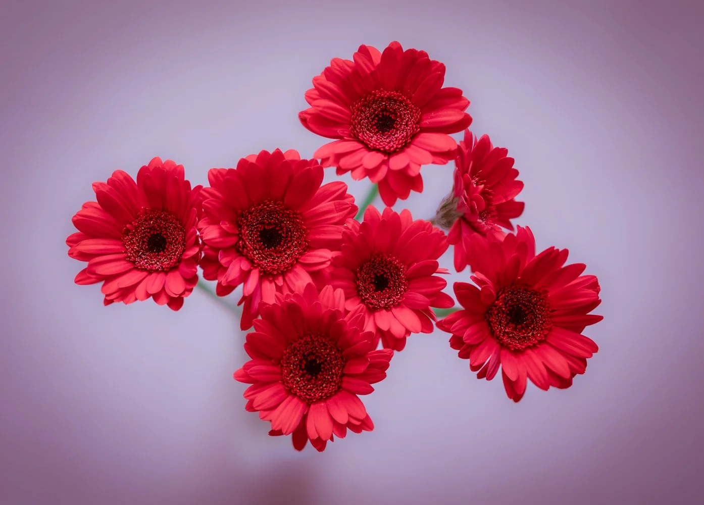 These are my wife's flowers.