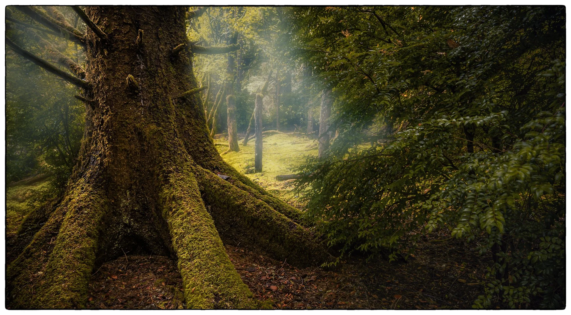 Rain Forest on Dodd island.