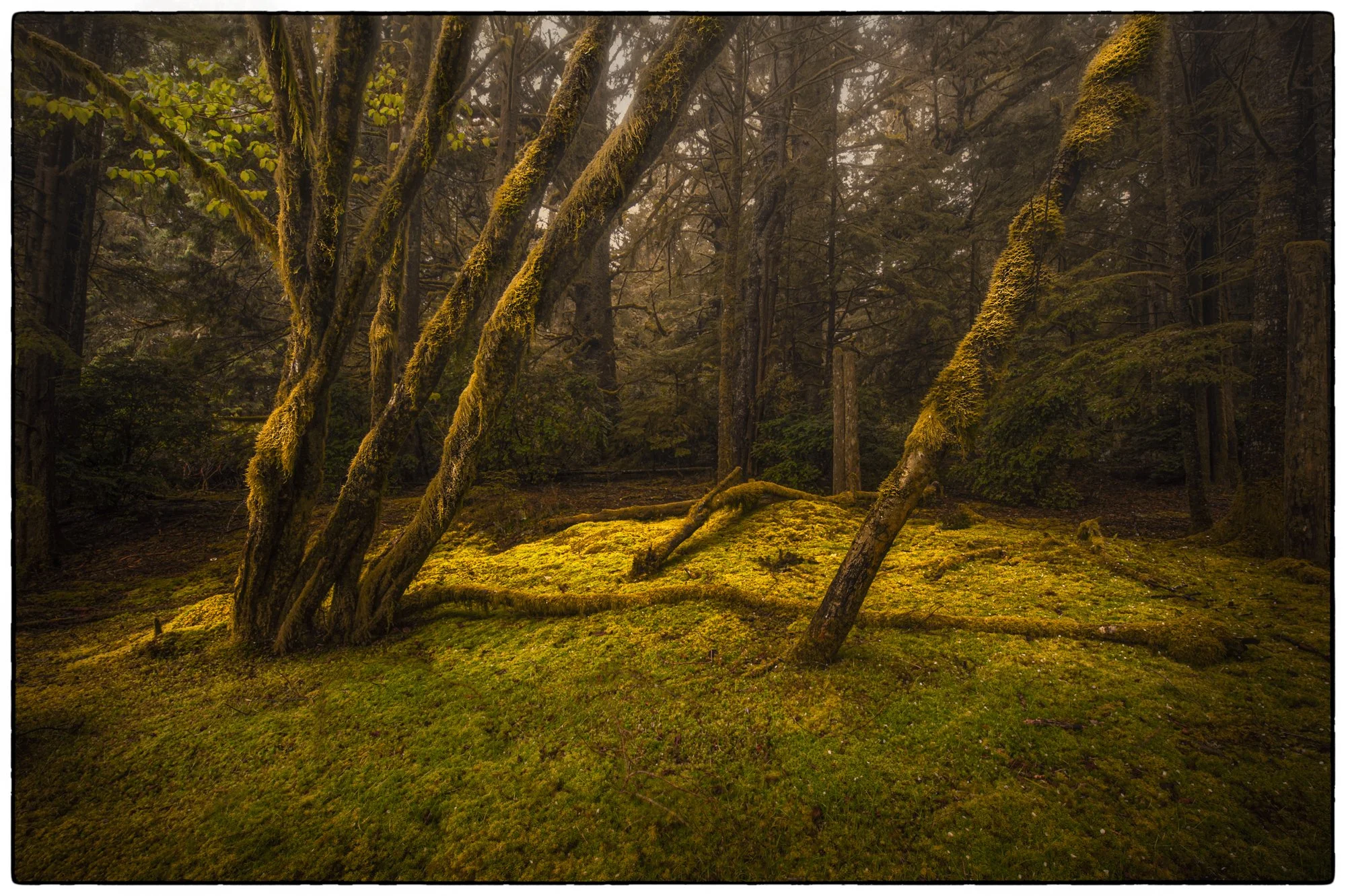 This was the Joe's garden on Dodd island.