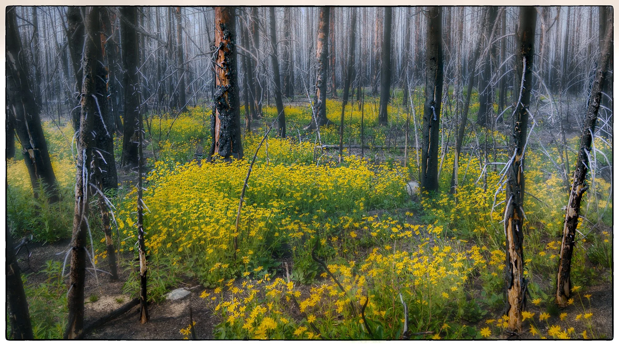 Skyline Hike. The last 8 km of it. The Fire Road.