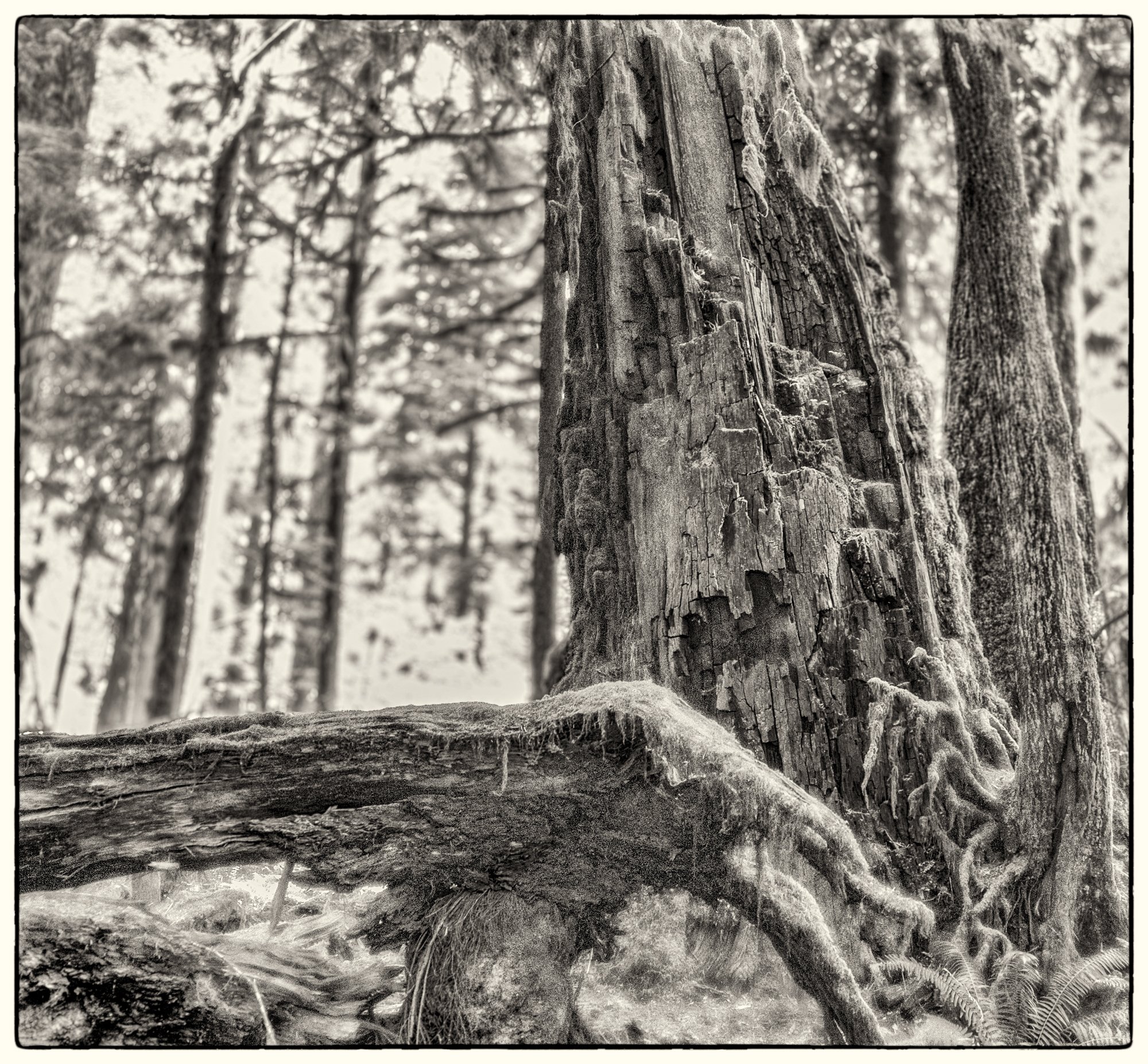 2012_vancouver_island10.jpg