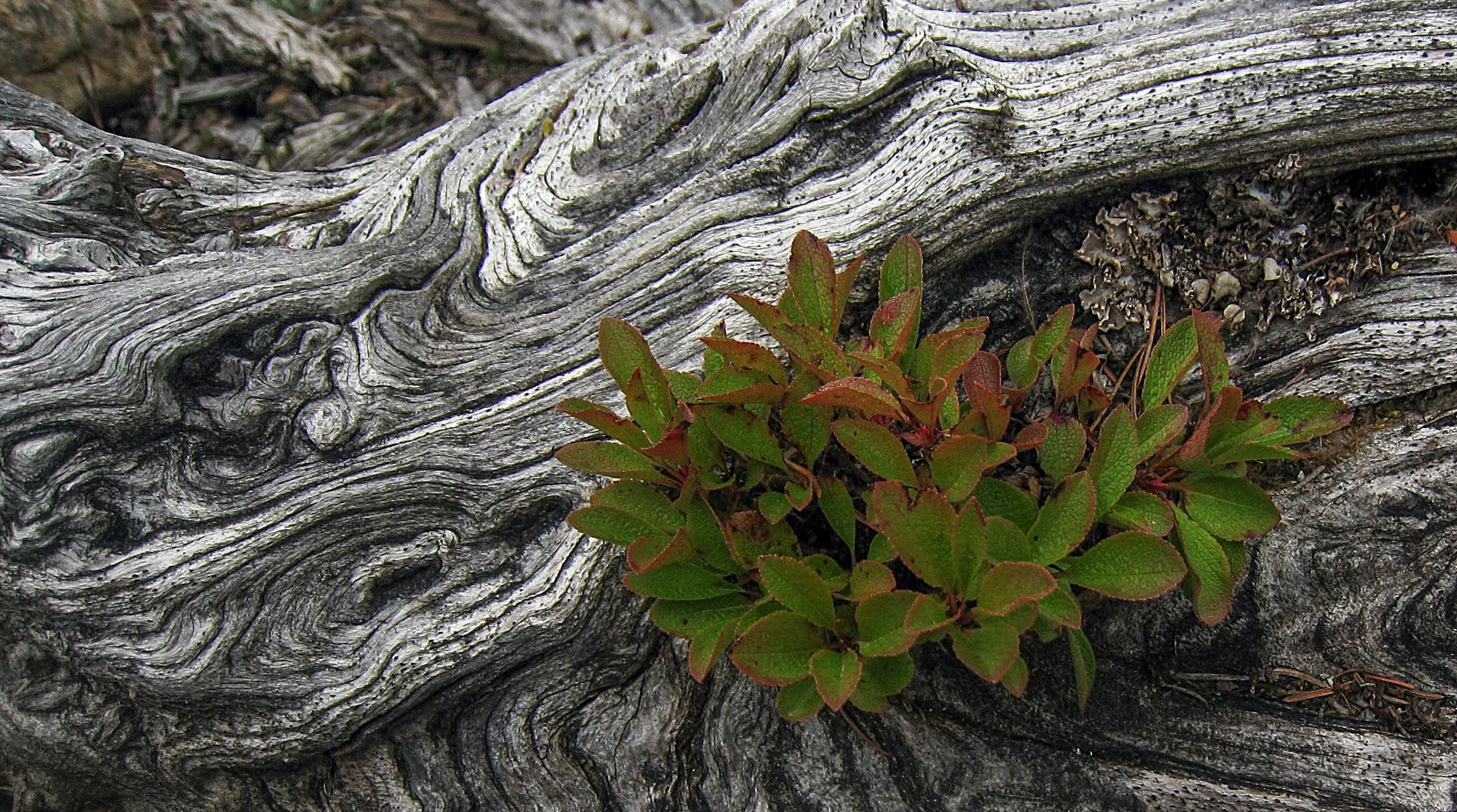 2009_yoho_01.jpg