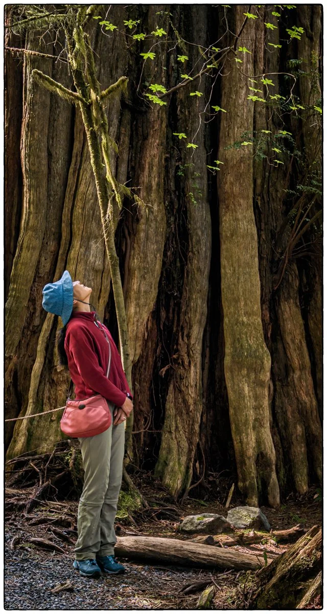 Pacific Rim National Park close by Tofino