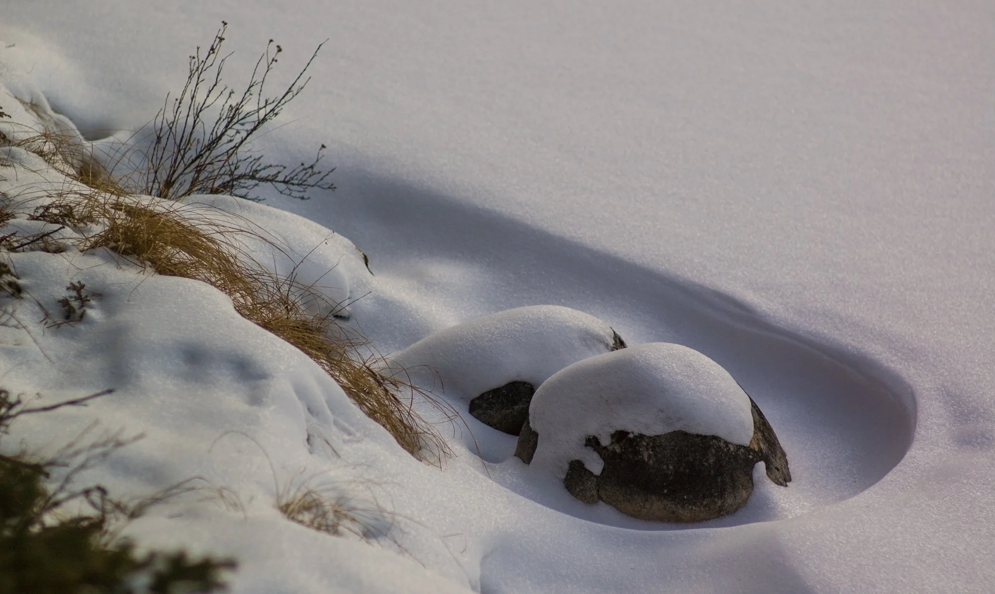 2009_jasper_12.jpg