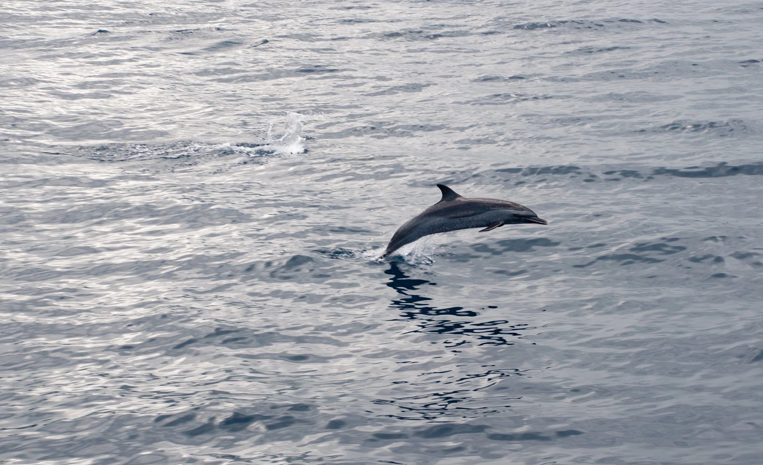 A dolphin leaping out of the water in the ocean.