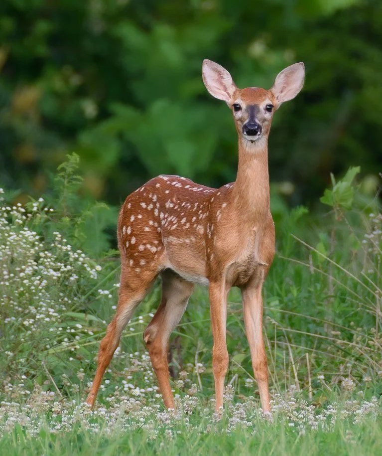 A young white-tailed deer standing in a grassy area with white flowers and green foliage in the background.