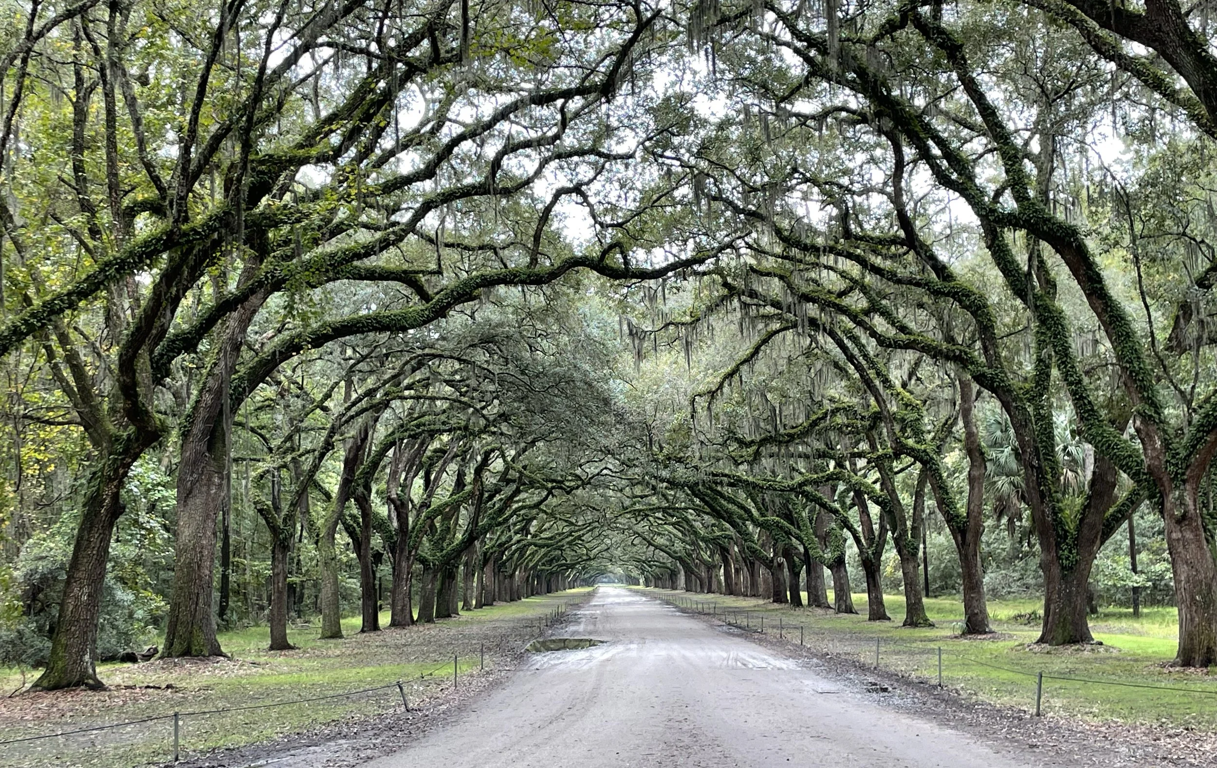 Tree-lined road with moss-covered branches creating an arch overhead, leading to a bright opening in the distance.