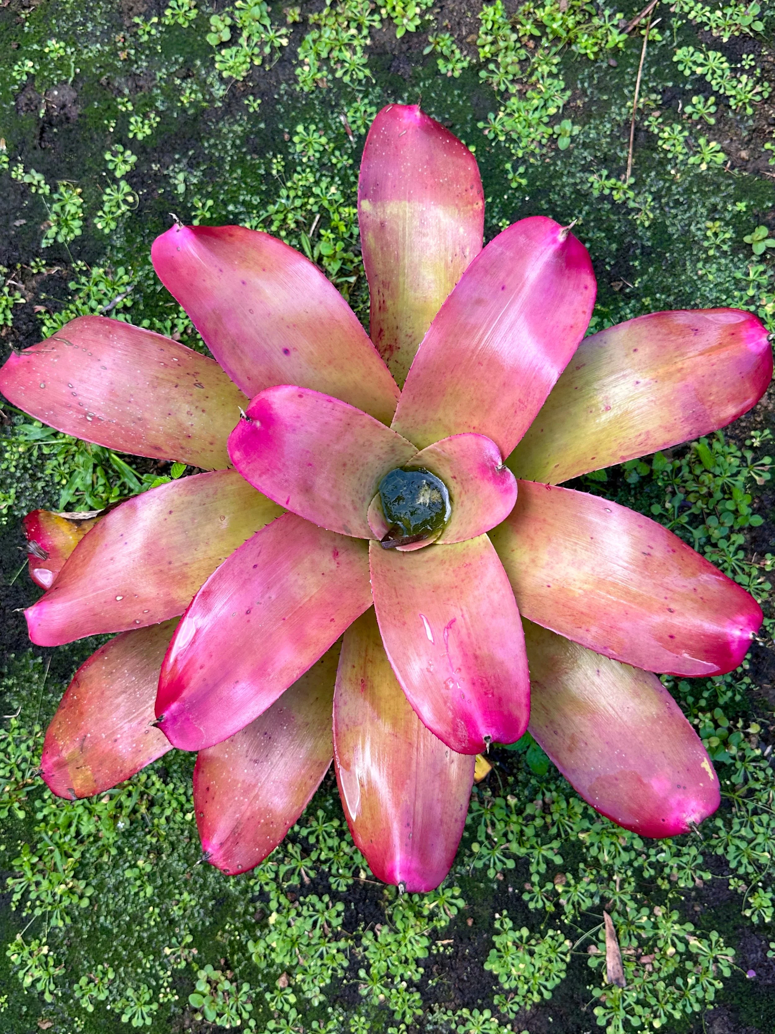 Close-up of a large, pink and green succulent plant with broad, smooth leaves surrounded by small green ground cover.